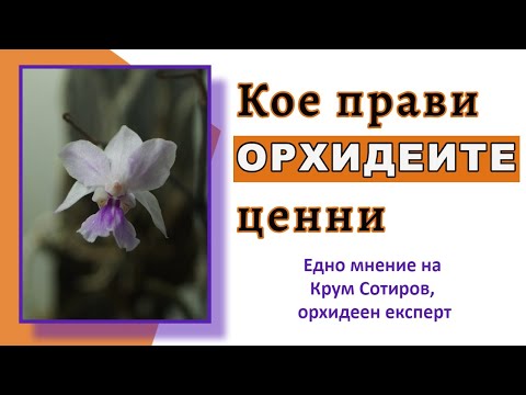 Видео: Какво прави орхидеите ценни? - мнение на Крум Сотиров