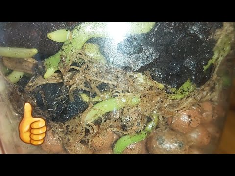 Видео: Осенью ПОЛИВАЮ ОРХИДЕИ только ТАК❗ Корни РАСТУТ ЖИРНЫЕ💪 Гнили НЕТ❗