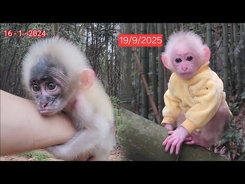 Видео: Как изменилась обезьянка Бубу после того, как её приручила добрая девочка