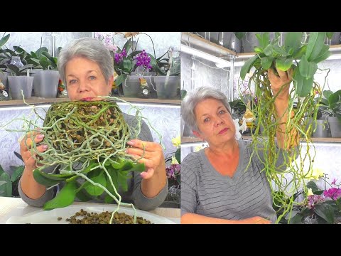 Видео: Посмотрите, как растут 3 орхидеи за 3 года, если их посадить вместе. Омоложение орхидей. Часть 1.