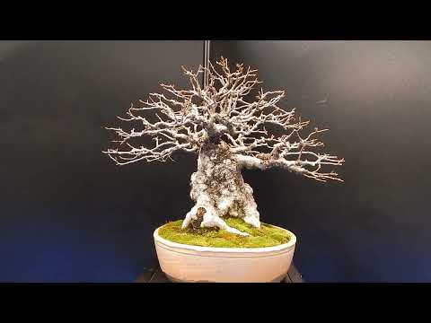 Видео: ВЫСТАВКА БОНСАЙ В ВАРШАВЕ 19.03.2022 #ямадори ,#bonsai ,#акадама