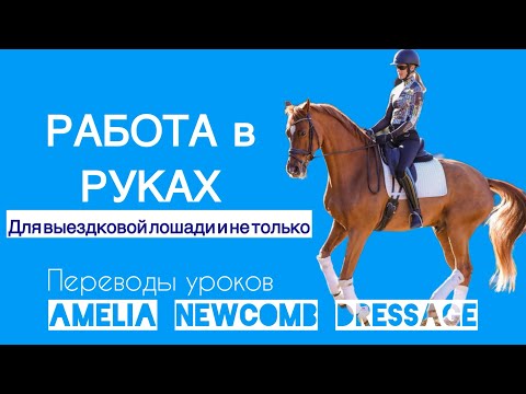 Видео: Работа на земле. Работа в руках. С выездковой лошадью и не только