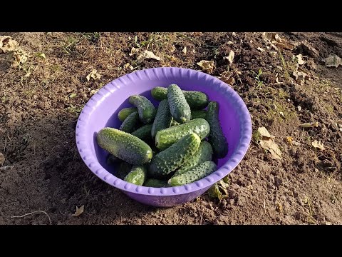 Видео: 1 октября на даче в Ленинградской области🍂