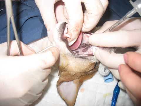 Видео: Павел Пульняшенко: хиатальная грыжа у собаки