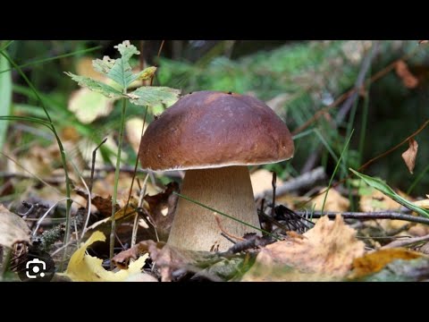 Видео: ШОКИРУЮЩИЕ НАХОДКИ В ЛЕСУ! НАБРАЛ ЯГОД И БОЛЬШУЮ КОРЗИНУ ГРИБОВ! МЕЧТА ГРИБНИКА!