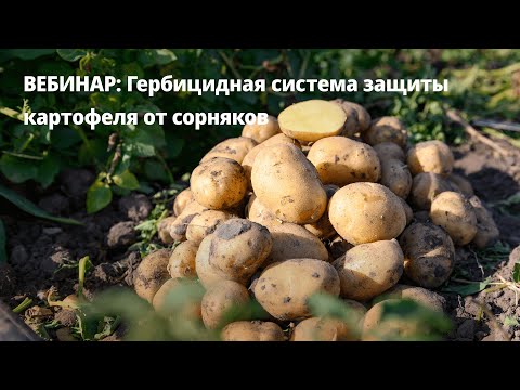 Видео: Гербицидная система защиты картофеля от сорняков