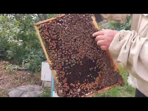 Видео: Расплод и мед, часть 1