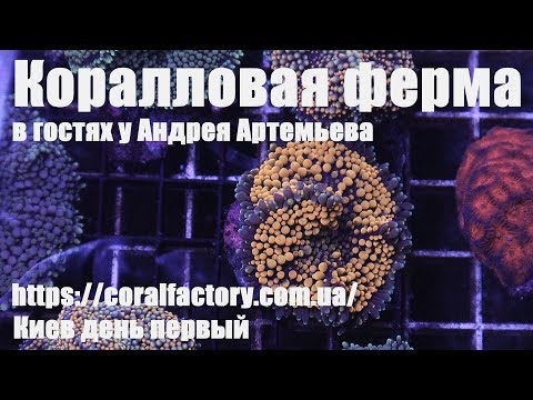 Видео: Коралловая ферма.  В гостях у Андрея Артемьева.  Киев первый день.