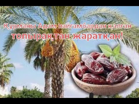 Видео: Құрма ағашы - Тура адам секілді! | Өте жақсы мағлұмат!