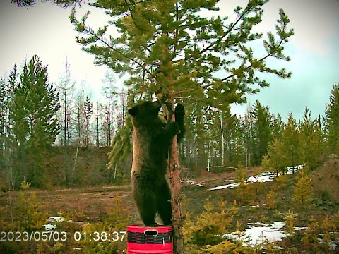 Видео: МЕДВЕДЬ ПРИШЁЛ! ПРОВЕРКА ПРИВАД. Добыли глухаря неожиданно! Живём в таёжной избе.