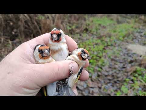 Видео: Ловля птиц