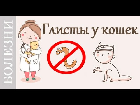 Видео: Глисты у кошки, таблетки от глистов. Советы ветеринара