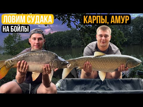 Видео: Судак на Бойл! Такого ещё не было) «Карпыч»#carpfishing