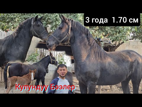 Видео: Ноокат Бостон  Абдусалам акеде  1.70 см  Бышты  Кулундуу Бээлер ОПТОМ БААДА 