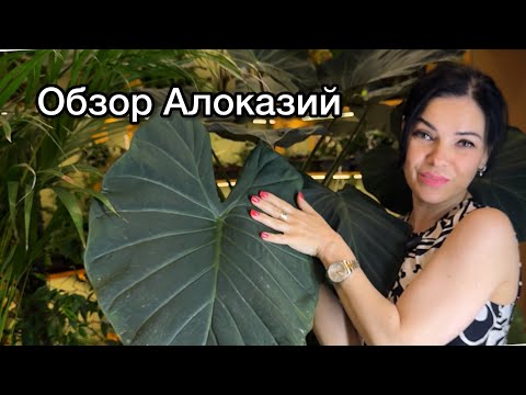 Видео: ОБЗОР Алоказий , наличие в магазине 🌱от крупномеров до клубней 😉(13.07.2025)
