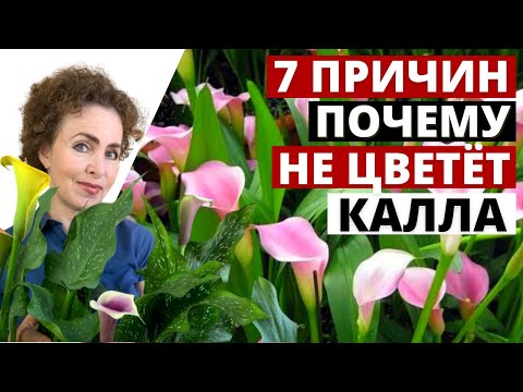 Видео: КАЛЛА не цветёт. Почему не цветет Калла в домашних условиях.