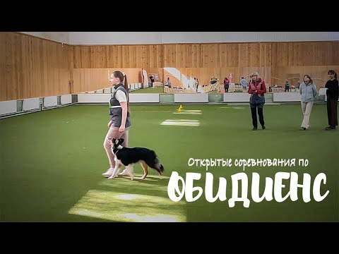 Видео: Обидиенс-2, бордер колли Рейвен (вне зачета)