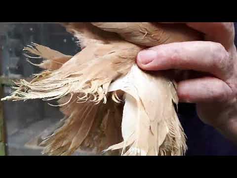 Видео: Обзор голубей этого года.