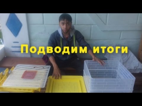 Видео: Китайский инкубатор   Ответы на вопросы   Подводим итоги