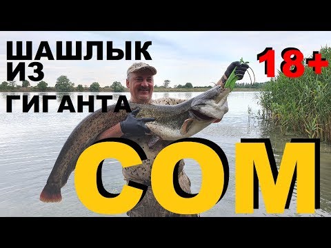 Видео: ШАШЛЫК ИЗ ГИГАНТСКОГО СОМА РЫБАЛКА СОМА НА КУБАНИ НА КВОК  РЕЦЕПТЫ СЮФ