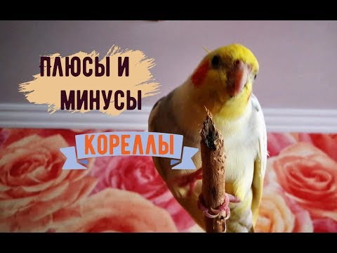 Видео: МИНУСЫ И ПЛЮСЫ СОДЕРЖАНИЯ КОРЕЛЛЫ. Стоит ли заводить кореллу?