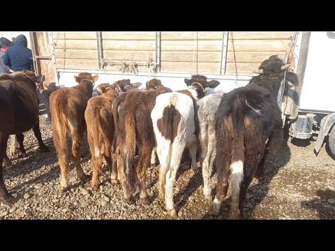 Видео: чоршанбебозори   нохияи хамадони   12 ноябр зурибад 👍 👍👍👍