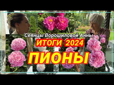 Видео: Цветение сеянцев пионов Ворошиловой. Итоги 2024 года! / Сад Ворошиловой