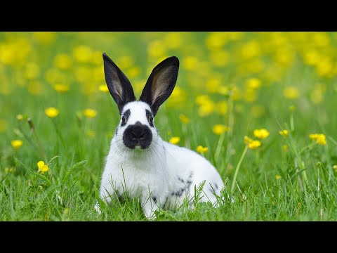 Видео: 🐰 Спокойствие с кроликами: Успокаивающая музыка и милые моменты