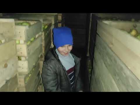 Видео: Погреб для хранения яблок #яблоки #садоводство #погреб