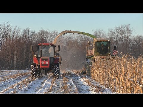 Видео: Уборка кукурузы по снегу. Второй парк гусеничных тракторов. Кировец трамбует курган