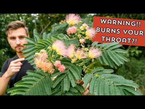 Видео: Пожалуйста, посмотрите это, прежде чем употреблять мимозу! (Дерево счастья)