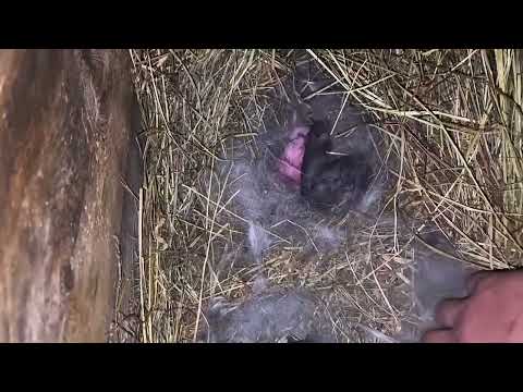 Видео: Удивительное гнездо крольчихи-первокролки. Считаем малышей Набиры🐰 #dex #ферма #кролики_разведение