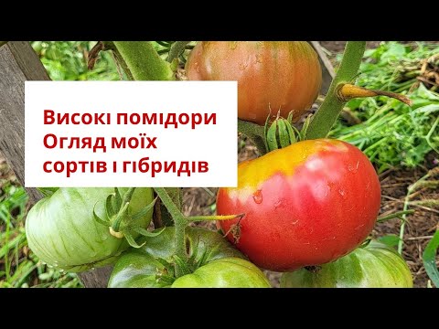 Видео: Високі помідори. Огляд сортів і гібридів в моєму городі.