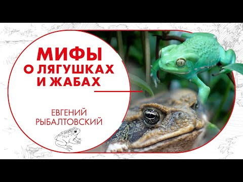 Видео: Мифы о лягушках, история жабы аги и другие интересные факты о земноводных. Евгений Рыбалтовский