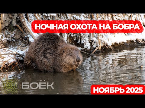 Видео: НОЧНАЯ ОХОТА НА БОБРА С КАРАБИНОМ СКС И ТЕПЛОВИЗОРОМ SFH VARG 35RL