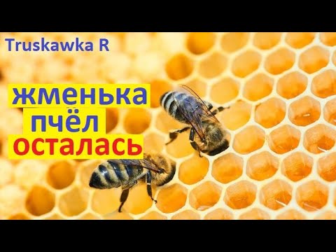 Видео: Весной осталась жменька пчёл. Что делать на пасеке с такими пчёлами. И ещё мёду получить