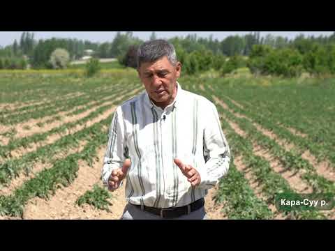 Видео: Которуштуруп айдоону сактабагандыктын кесепети (севооборот)