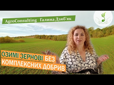 Видео: Озимі зернові без комплексних добрив: слабка коренева система, які наслідки, що робити навесні?