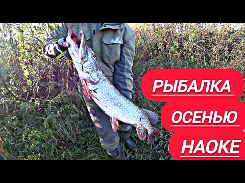 Видео: Я ТАКИХ ЩУК НЕ ВИДЕЛ ПРОСТО МОНСТР!!! РЫБАЛКА НА ОКЕ ОСЕНЬЮ.
