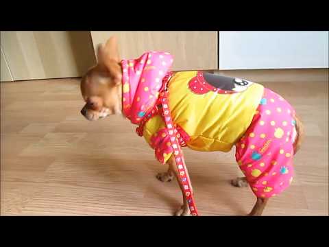 Видео: Покупки для собак на Алиэкспрессе -  Зимняя одежда для собак -   обзор примерка покупок