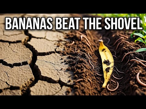 Видео: Банановая траншея, которая разрыхлила мою почву за одну ночь