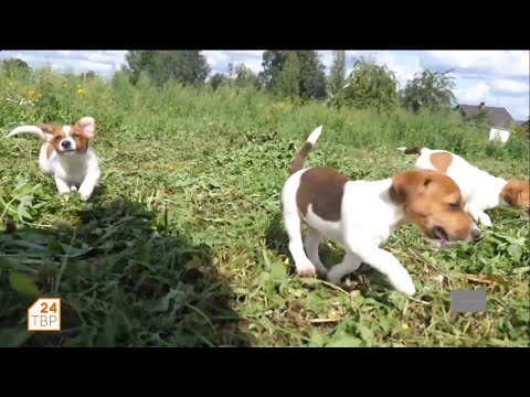 Видео: Закон о регистрации собак | Утро на ТВР24