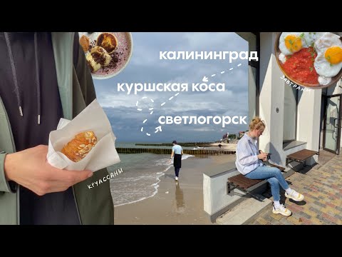 Видео: влог | балтийское море, тур по барам, книжные покупки и кофе