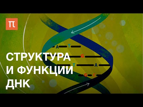 Видео: Структура и функции ДНК — курс Максима Франк-Каменецкого на ПостНауке