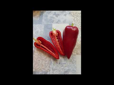 Видео: Перец Кирилл. Даже у сырой и холодной стенки теплицы виден его потенциал. 2025