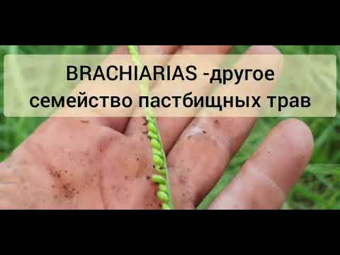 Видео: хотите похудеть? - спросите у меня как )) и едьте в джунгли Боливии...