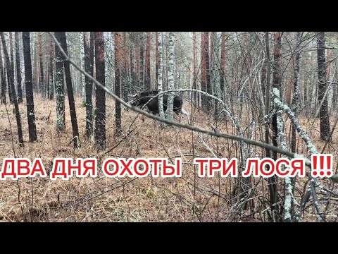 Видео: СТОЛЬКО ЛОСЕЙ Я ЕЩЕ НЕ ВИДЕЛ. / ЯРКАЯ РАБОТА СОБАК ПО СОХАТОМУ  / ПОЗДНЯЯ ОСЕНЬ 🍁. ОХОТА . 