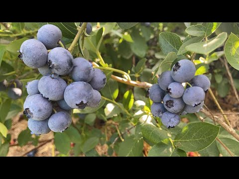 Видео: Отвечаем на вопросы о голубике