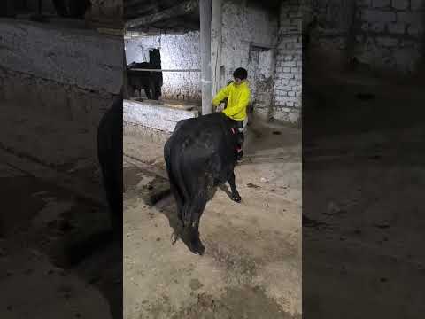 Видео: КОДИРОВ САИДБУРХОН БУКАЧИ ФУРУШИ в прямом эфире!