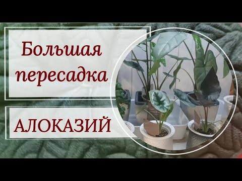 Видео: Большая пересадка АЛОКАЗИЙ.